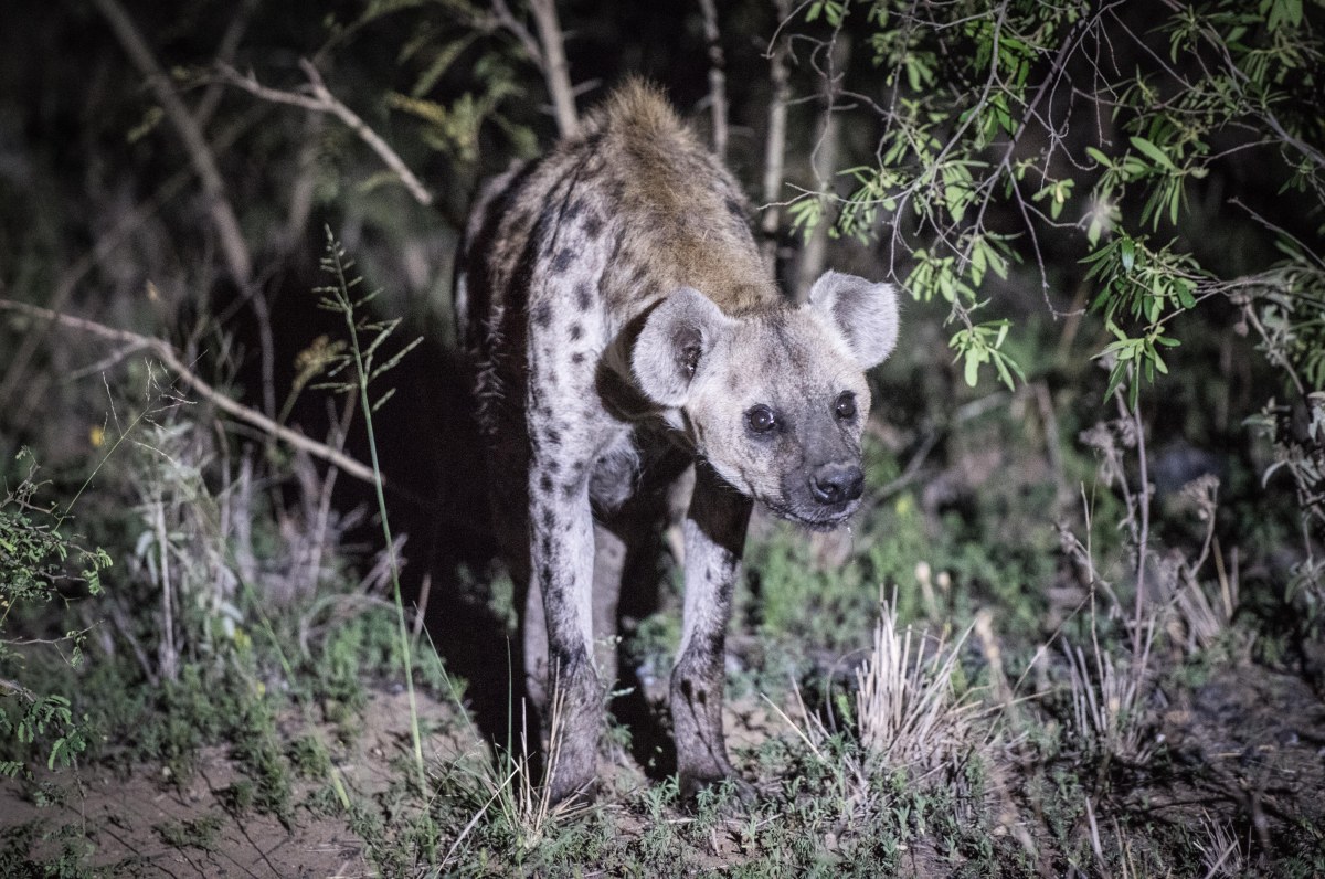 South Africa 2015-0900