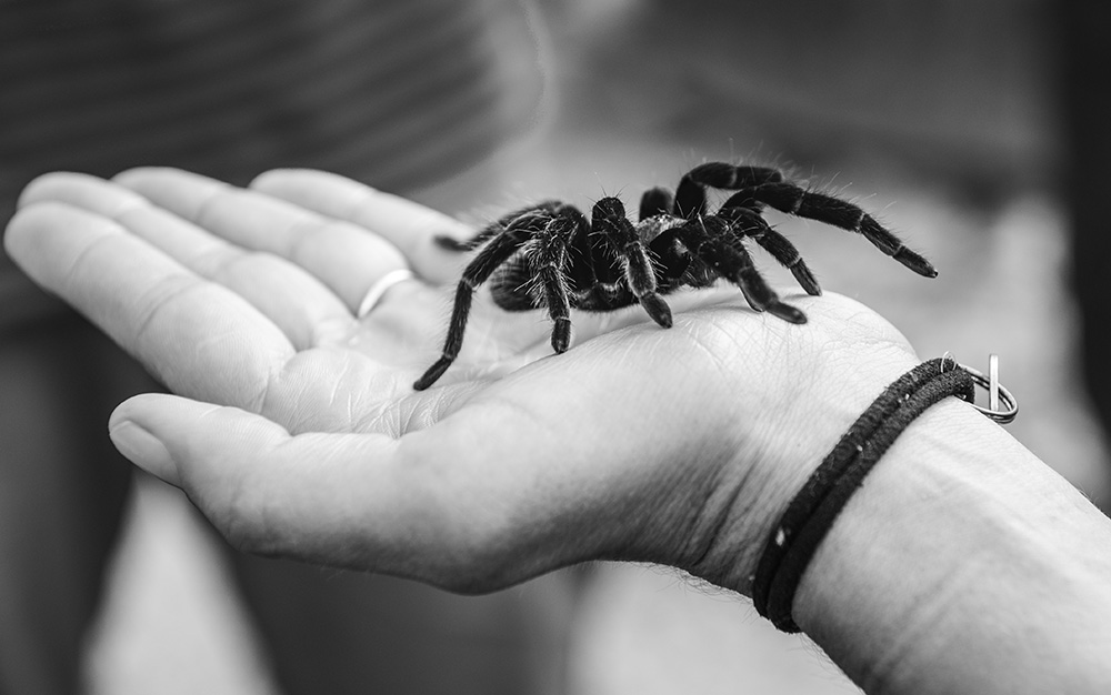 tarantula