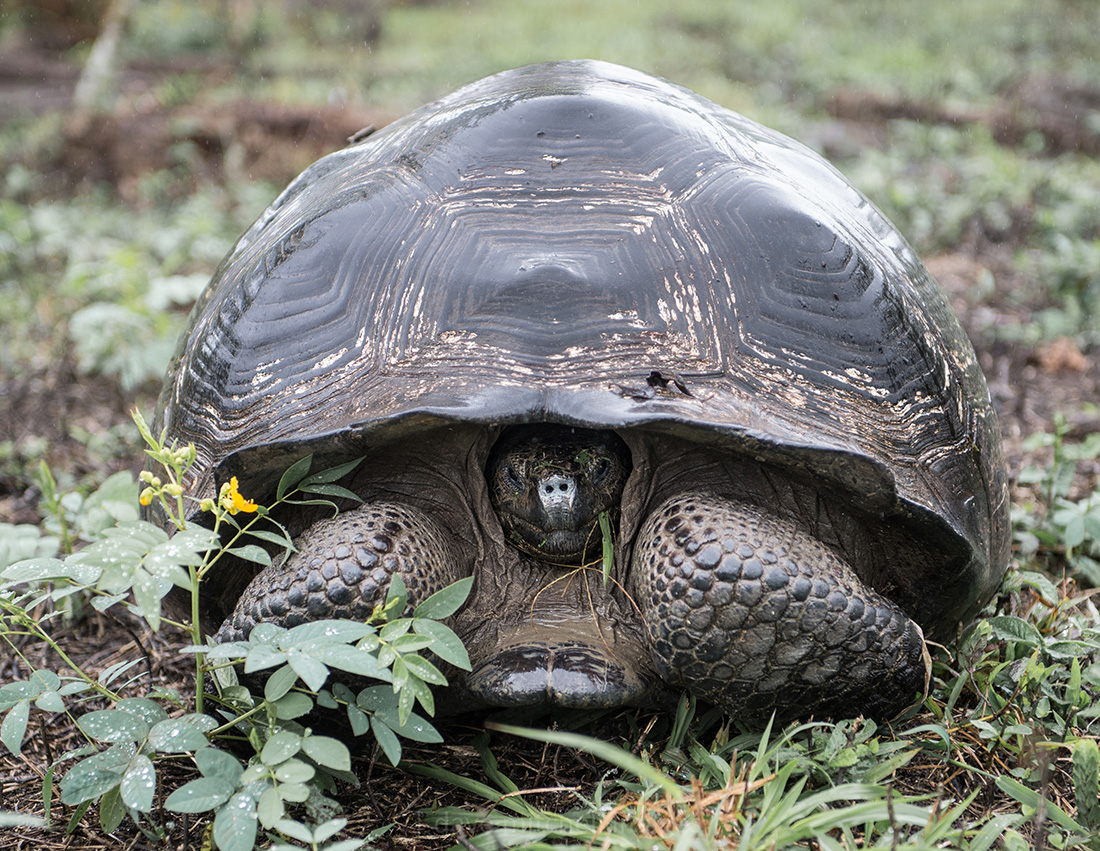 galapagos-63