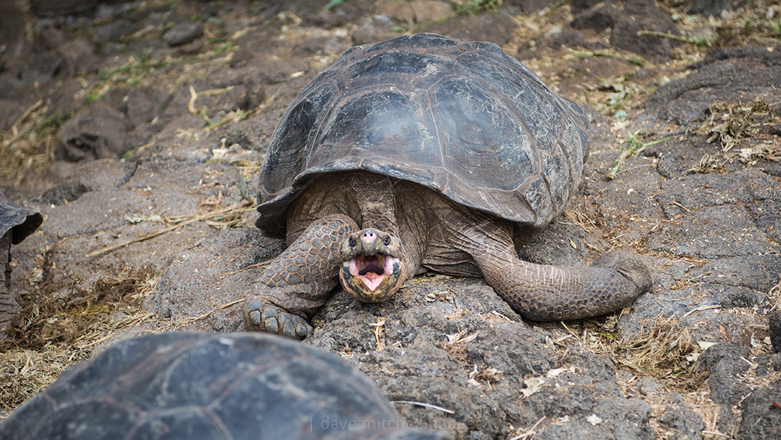 galapagos-83