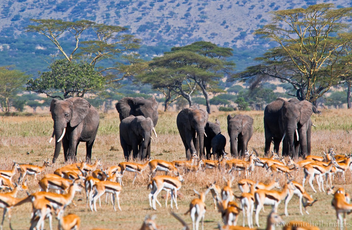 Ngorogoro Crater ... Tanzania.