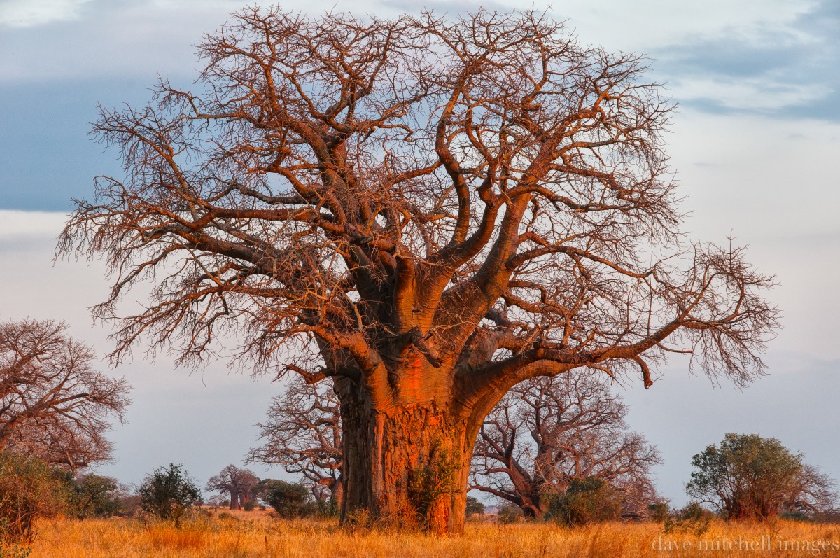 Boabab ... Tarangire ... Tanzania