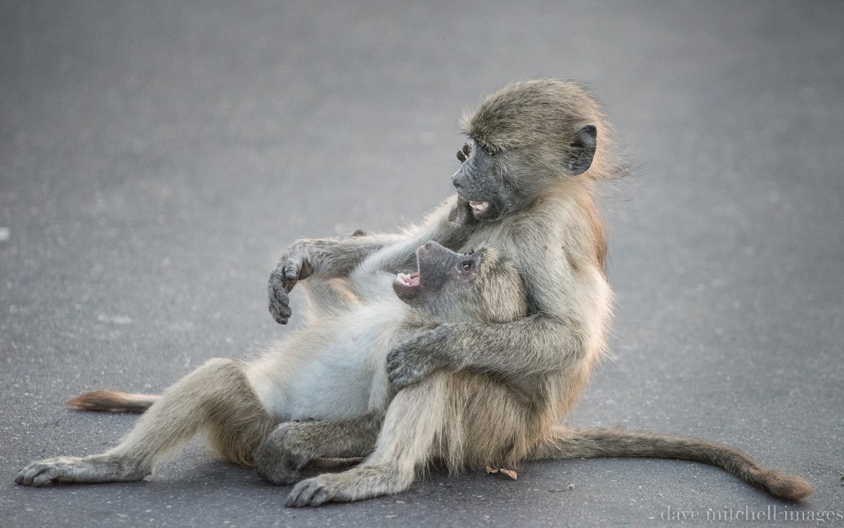 South Africa 2015-1762