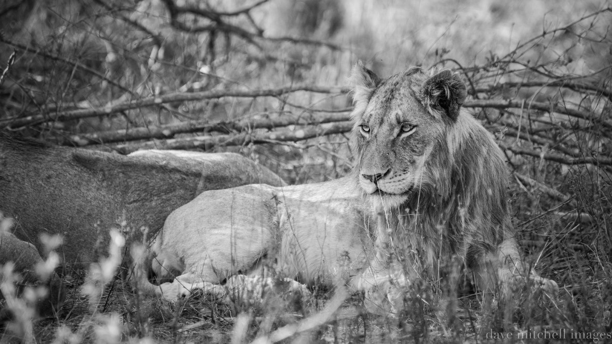 South Africa 2015-1793-Edit