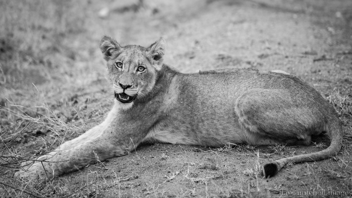 South Africa 2015-1922-Edit