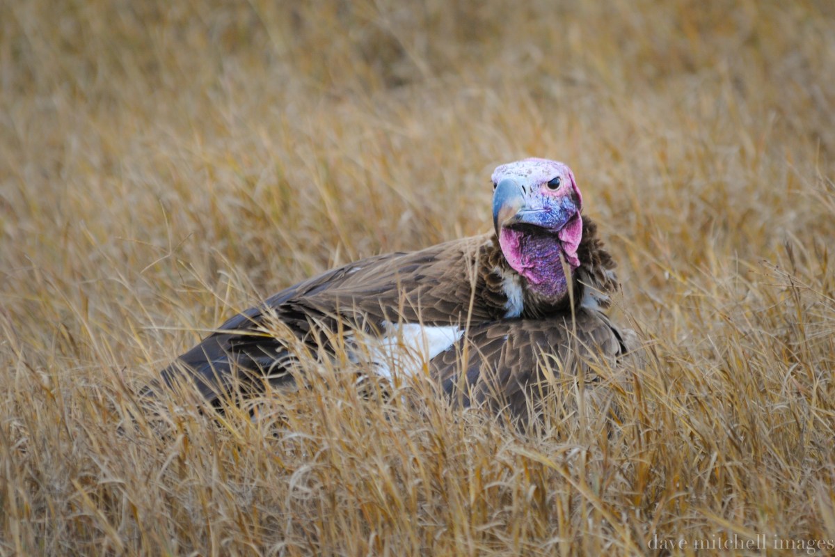 Tanzania Originals-369